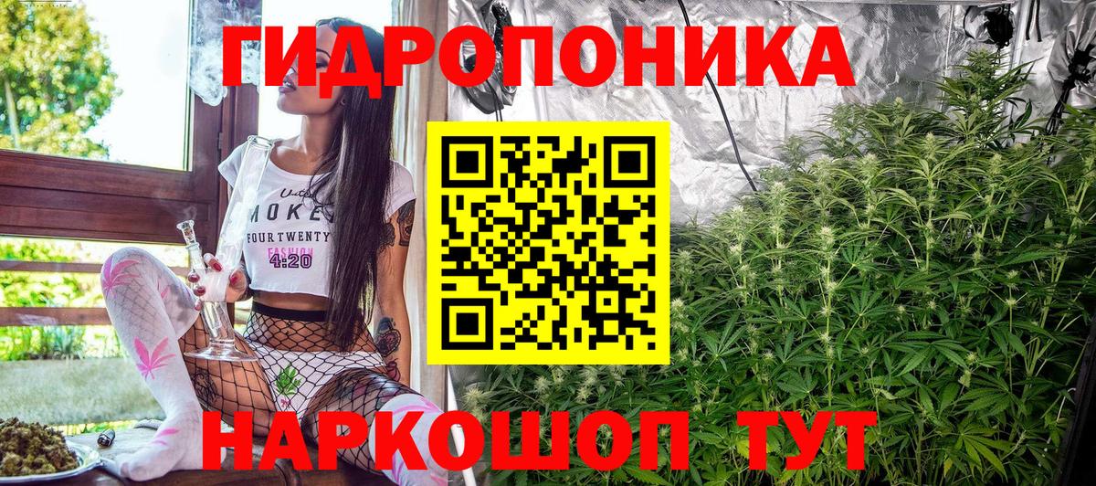 Каннабис планчик Тельмана